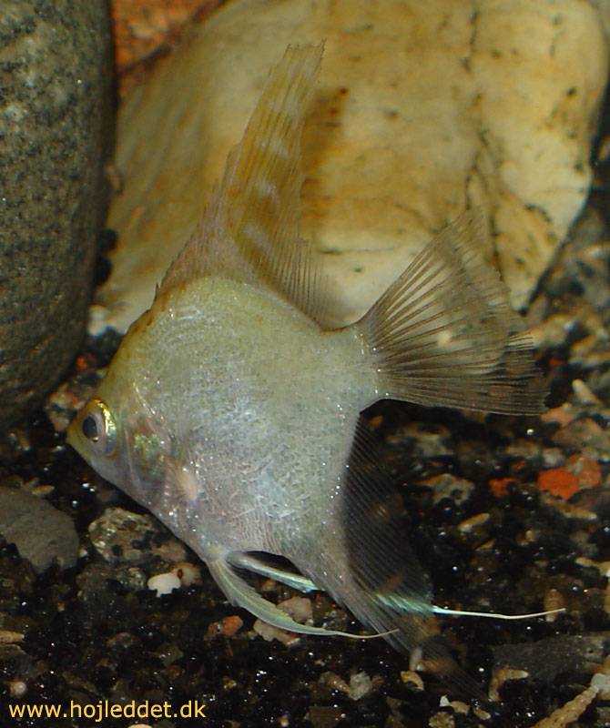 Enter new caption here.